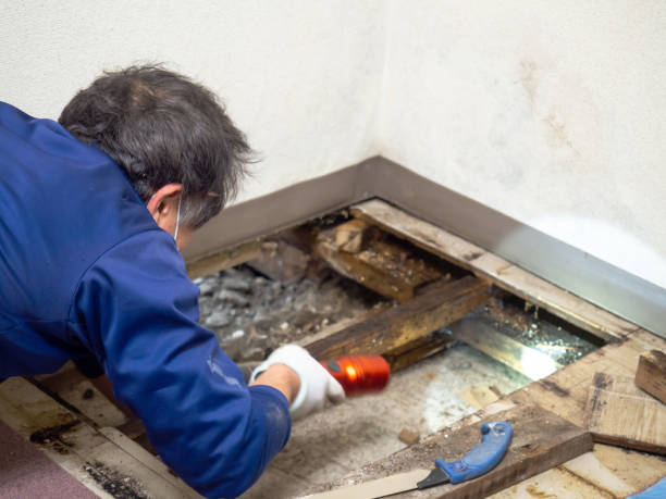 Reliable South Willard, UT Mold Removal Solutions