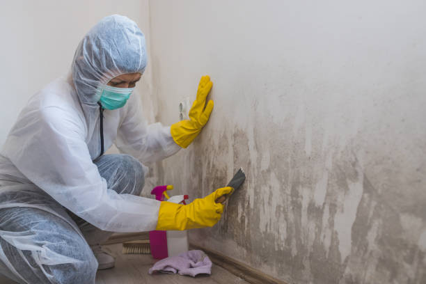 Best Crawl Space Mold Removal  in Soh Willard, UT