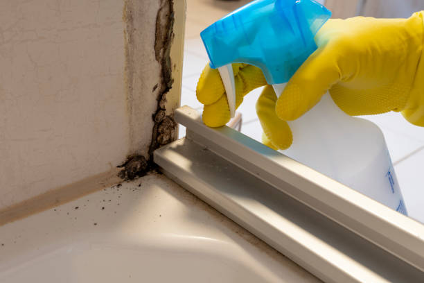 Office Mold Removal Services in South Willard, UT