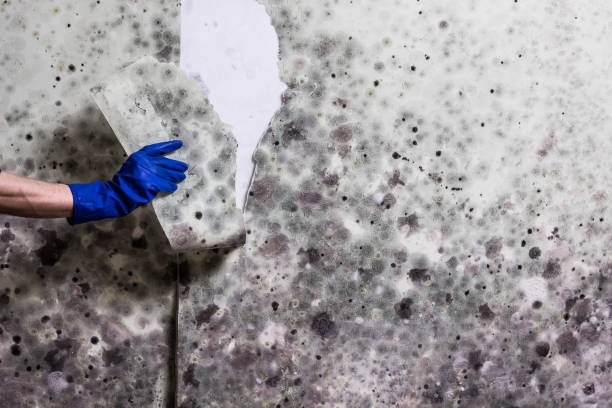Best Toxic Mold Removal  in Soh Willard, UT